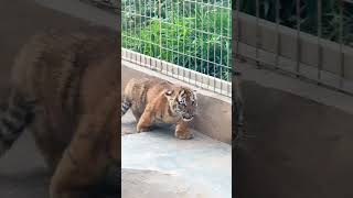 Linfen Zoo Little tiger Momo Taotao Tiantian The fierce little brain axe scared me to death [upl. by Llenrahs852]