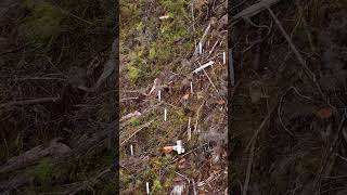 Reforesting Paradise Journey of a Lone Planter in Haida Gwaiis Remote Mountains tree hardwork [upl. by Loggins]