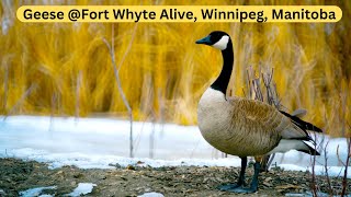 Geese  Fort Whyte Alive Center Winnipeg March 2024 [upl. by Aowda]