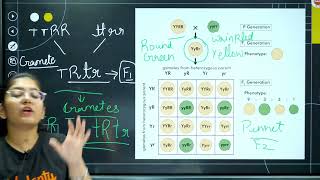 Dihybrid Cross  One Shot in 10 Minutes  CBSE Class 9 Biology [upl. by Normie]