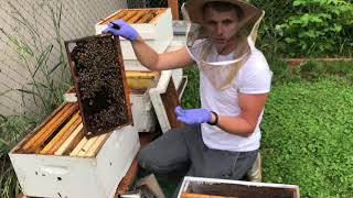 Queenless Beehive Split For Beginners Making A Nuc [upl. by Einehpets170]