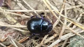 Der Waldmistkäfer Anoplotrupes stercorosus LoveNature [upl. by Sucitivel]