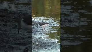 Common Sandpiper foraging birds wildlife [upl. by Amargo]