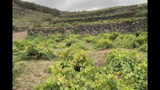 Pantelleria e il futuro legato al vino nei 10 anni della “vite ad alberello” patrimonio Unesco [upl. by Nidak]