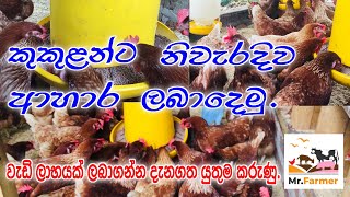 කුකුළන්ට නිවැරදි ලෙස ආහාර ලබාදීම [upl. by Jansson445]