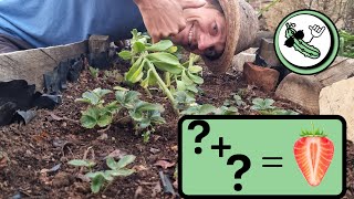 Planting STRAWBERRIES Ideas for higher yields companion planting [upl. by Pilloff]