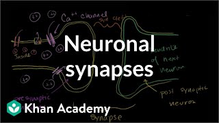 Neuronal synapses chemical  Human anatomy and physiology  Health amp Medicine  Khan Academy [upl. by Simone814]