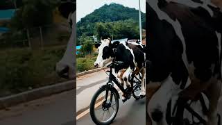 Funny Video Cow funnyanimal funny shorts viralshots [upl. by Torruella]