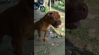 Dogue De Bordeaux barking maximisti frenchmastiffpuppy mastiff viralvideo trending dog [upl. by Elbag530]