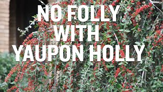 Interesting Facts About Yaupon Holly [upl. by Polik]