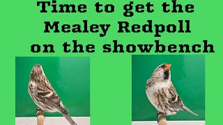 Time to get the Mealey Redpoll on the Show bench [upl. by Moria]