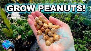 How to Grow Peanuts in Containers Super Easy for Beginners [upl. by Epifano]