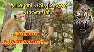 പ്രകൃതി പഠിപ്പിക്കുന്ന പാഠങ്ങൾ  PRAKRITHI Patippikkunna Patangal  മലയാളം പോസിറ്റീവ് തിങ്കിങ് [upl. by Hanikehs]