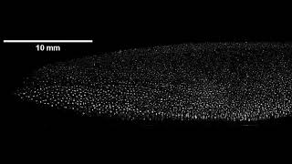 Dust vortex dynamics Campaign V in diffused plasma in SPDI device [upl. by Rehpotsyrhc]