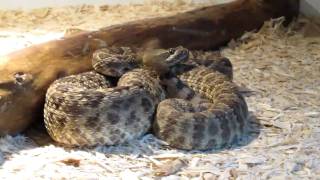 Rattlesnake Reptile Exhibit Tombstone AZ [upl. by Legim]