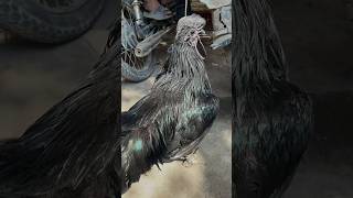 Ayam cemani 🐦‍⬛  ayam cemani chicken short chicken [upl. by Bakemeier]