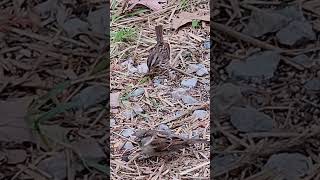 Carolina Wren sings Song Sparrow eats nature [upl. by Edouard529]