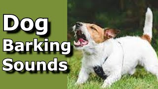 Dog Barking Sounds See How Your Dog REACTS prankyourdog dog dogs [upl. by Bourke]