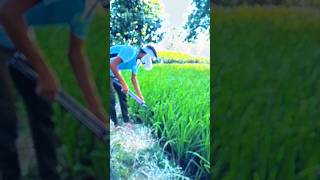 Creative nature videography creative shorts viralvideo [upl. by Satsoc]