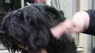 How to Brush a Bouvier [upl. by Wyck]