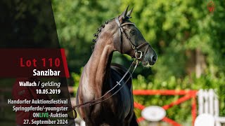 Auktionsfestival Lot 110 Sanzibar Wallach v Sandro Junior  Carolus I [upl. by Borg]