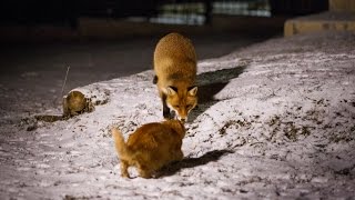 Fox VS Cat [upl. by Dione]