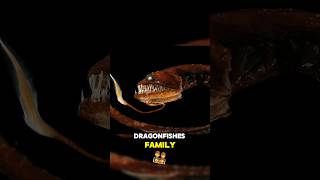 The Dragonfish The Most Disturbing Deep Sea Predator [upl. by Tolecnal496]