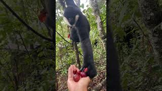 Playful Interactions with a White Cheeked Gibbon 🐒❤ shorts animals monkey [upl. by Kemp]