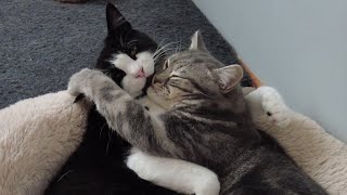 Cats cuddling quickly turns into fight [upl. by Wilsey]