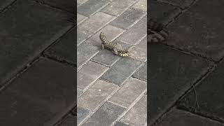 Saw Scaled Curly Tail Lizard [upl. by Akemhs408]