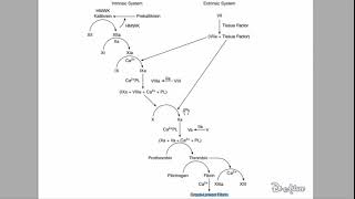 🔴 LEXPLICATION LA PLUS CLAIRE  CASCADE COAGULATION   DR ASTUCE [upl. by Georgeta]