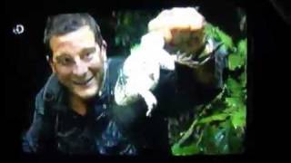 Bear Grylls eats giant frog [upl. by Missy]