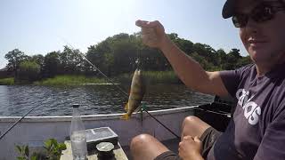 Waggler Fishing from a Row Boat Roach Rudd and Perch Float Fishing [upl. by Anauqes201]