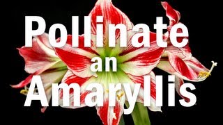 How to Pollinate an Amaryllis Flower [upl. by Metabel148]