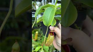 Nepenthes veitchii x lowii x aristolochioides  Kannenpflanzen von Fangblatt nepenthes pflanzen [upl. by Stalder457]