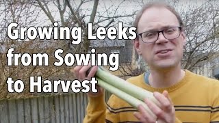 Growing Leeks from Sowing to Harvest [upl. by Marianne]