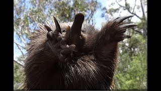 Echidnas in the wild [upl. by Adleremse197]