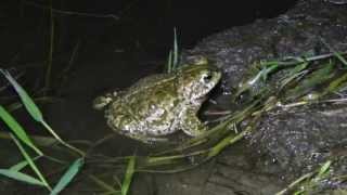 Bufo calamita  Kreuzkröte im Laichgewässer [upl. by Aelegna]