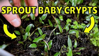 How I Create Unlimited Cryptocoryne Plants Best Method [upl. by Carbone]