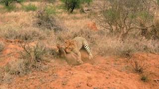 Leopard Hunts a Warthog from its Cave and eats alive… [upl. by Alisun56]