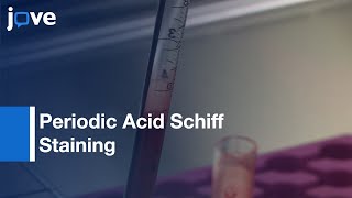 Periodic Acid Schiff Staining for Detecting Glycogen in PBMCs  Protocol Preview [upl. by Nail177]