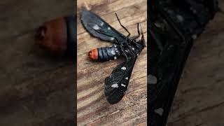 Desert Rose PestSyntomeida epilais also known by the names PolkaDot Wasp Moth and Uncle Sam Moth [upl. by Yema]