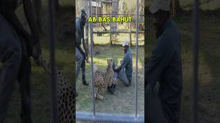 CHEETAH ATTACKS ZOOKEEPERS🤯🐆 But What Happens Next Will Leave You SPEECHLESS shorts [upl. by Weiler371]