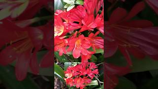 red clivia flowers plants gardening newZealandkapcoastsunsetcliviaseascapes [upl. by Aarika]