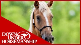 Clinton Anderson Training a Rescue Horse Part 2  Downunder Horsemanship [upl. by Ward897]