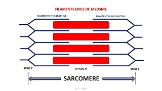 La contraction musculaire  fibre musculaire sarcomère complexe actinemyosine [upl. by Eniluap]