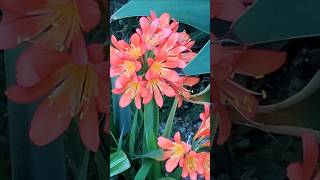 Clivia Flowers What a Beauty clivia garden viralvideo shortsvideo flowers [upl. by Anitnauq191]