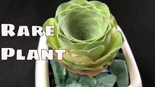 🌴 Rare Greenovia Diplocycla Gomera Plant 🌴 Mountain rose 🌴 Aeonium Succulent Houseplant [upl. by Eirrot]