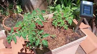 Tomato Seedlings Getting Bigger [upl. by Maltzman]