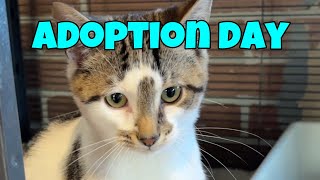 Adoption Day  Quebec Kitten Rescue [upl. by Eikcor]